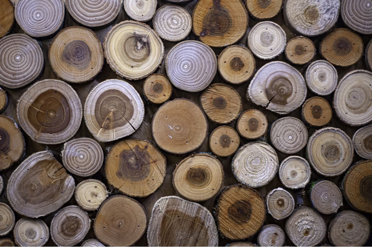 massivholzbett eiche